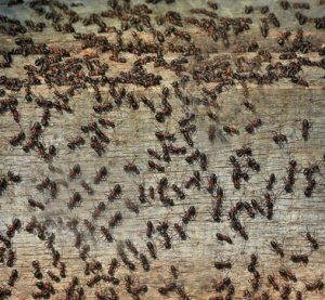 Ant Home Infestation 300x277 