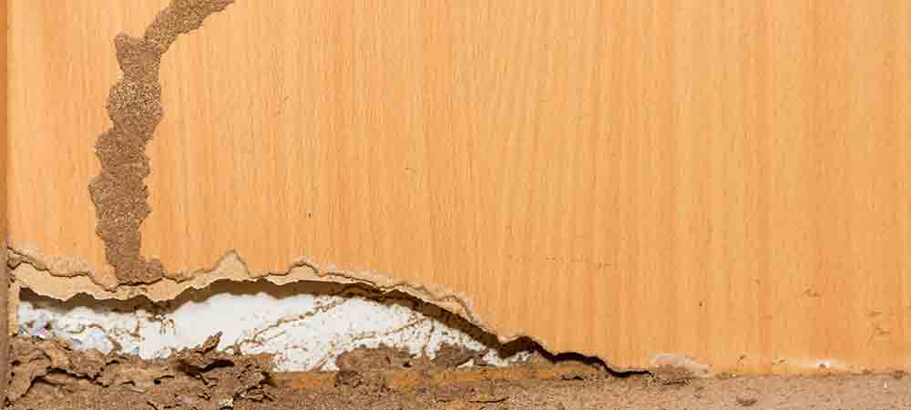 Example of Termite in wall Fiber-Lite InCide Pest Control Insulation Protects Against